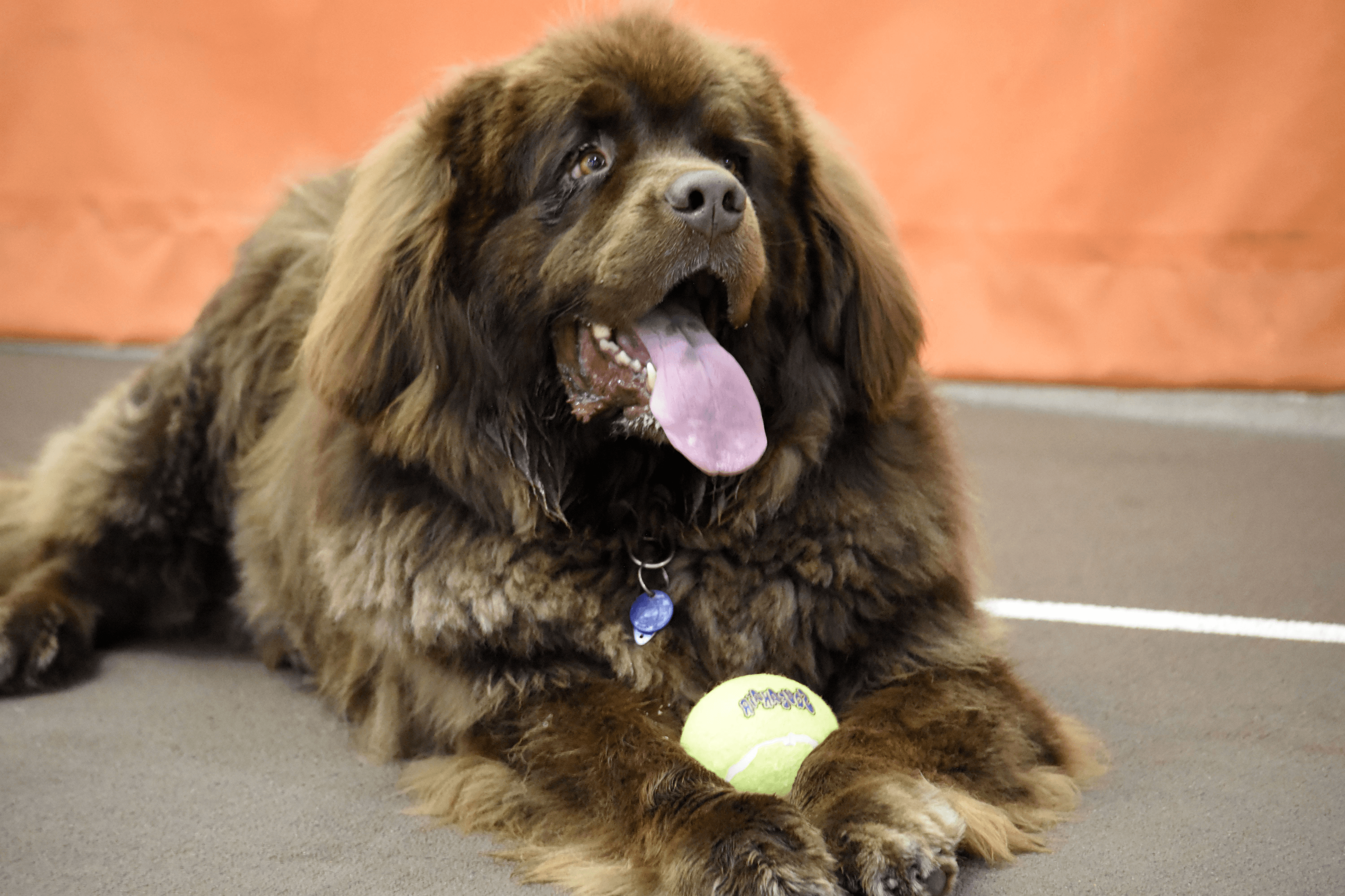 一只棕色的大狗，伸出舌头，手里拿着一个黄色的球